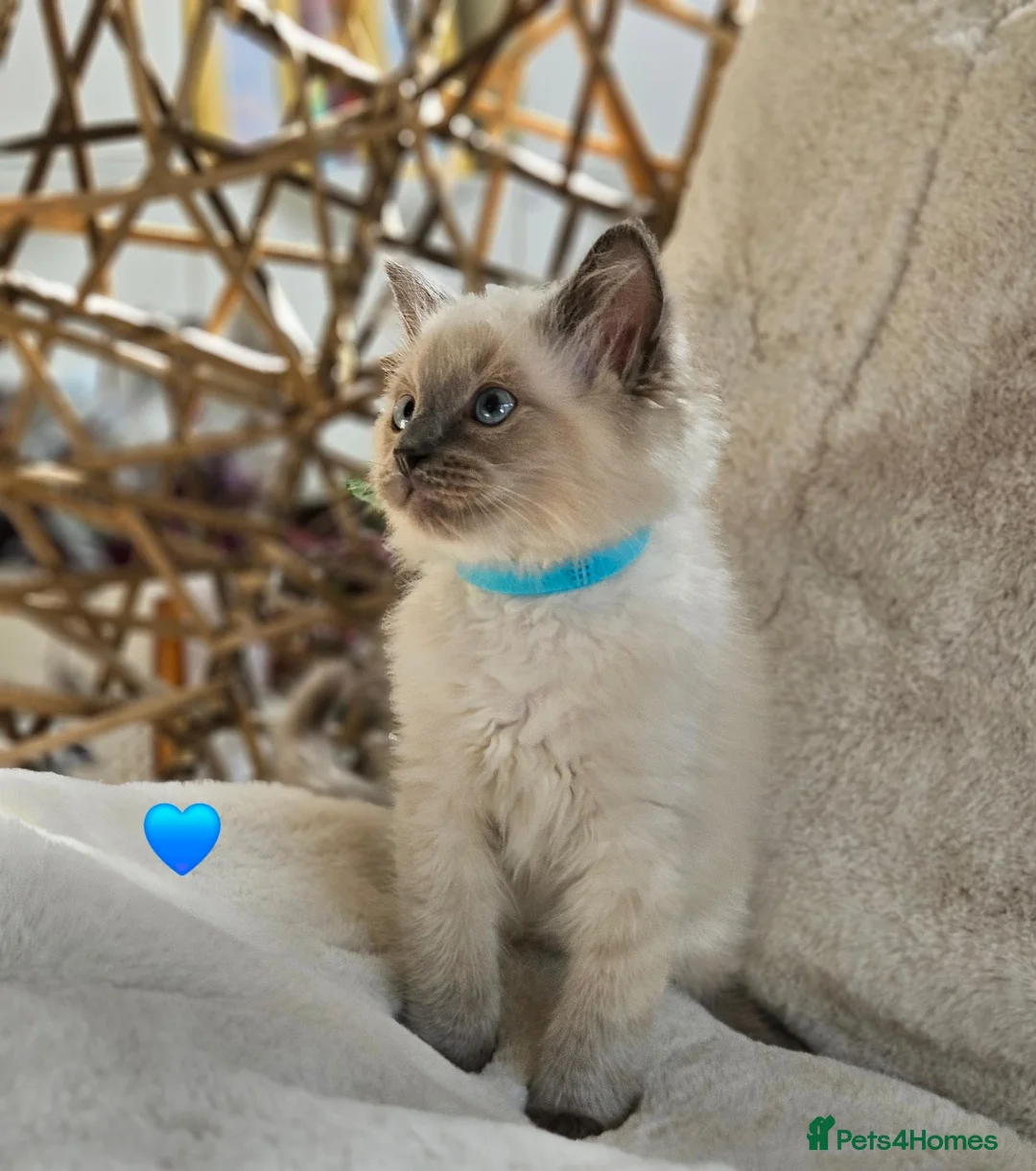 Ragdoll cats for sale: Pure Ragdoll Kittens Ready Leave Now  in Basildon - Advert 2