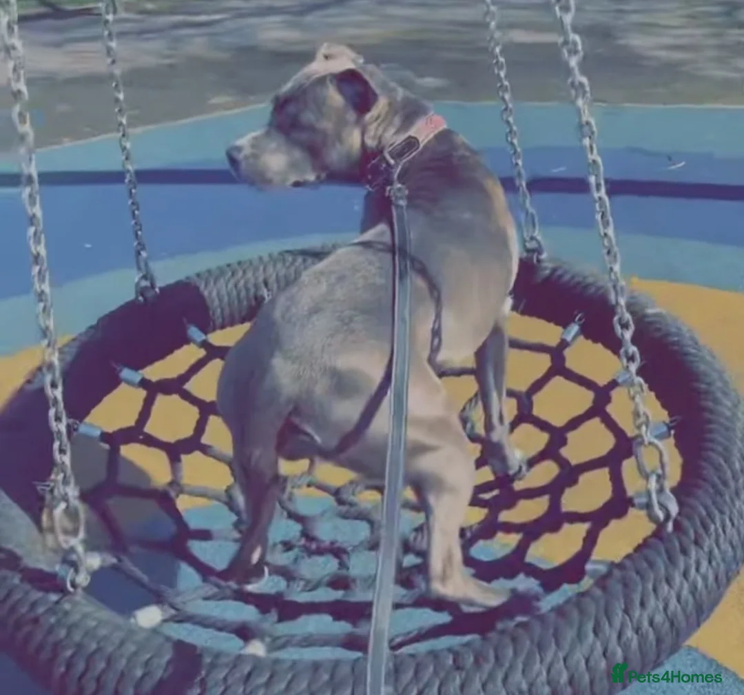 Mixed Breed dogs for sale: Beautiful Blue Staff x American Bully -LOVINGHOMES in Stockport - Advert 2