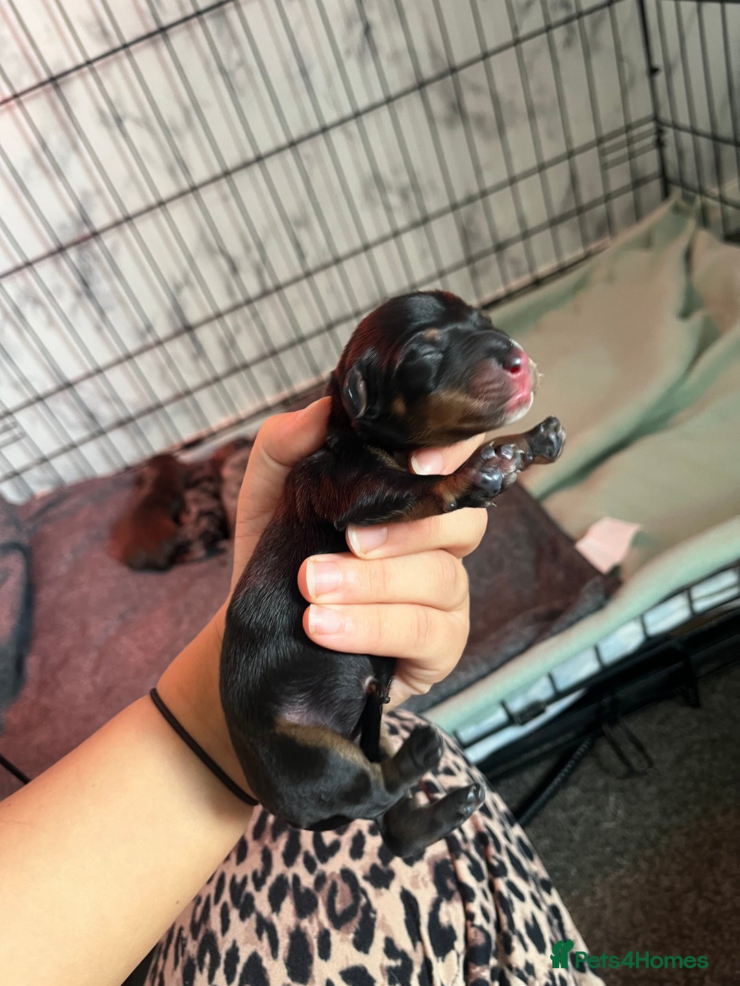 Dachshund dogs for sale: Dachshunds puppies for sale - Image 5