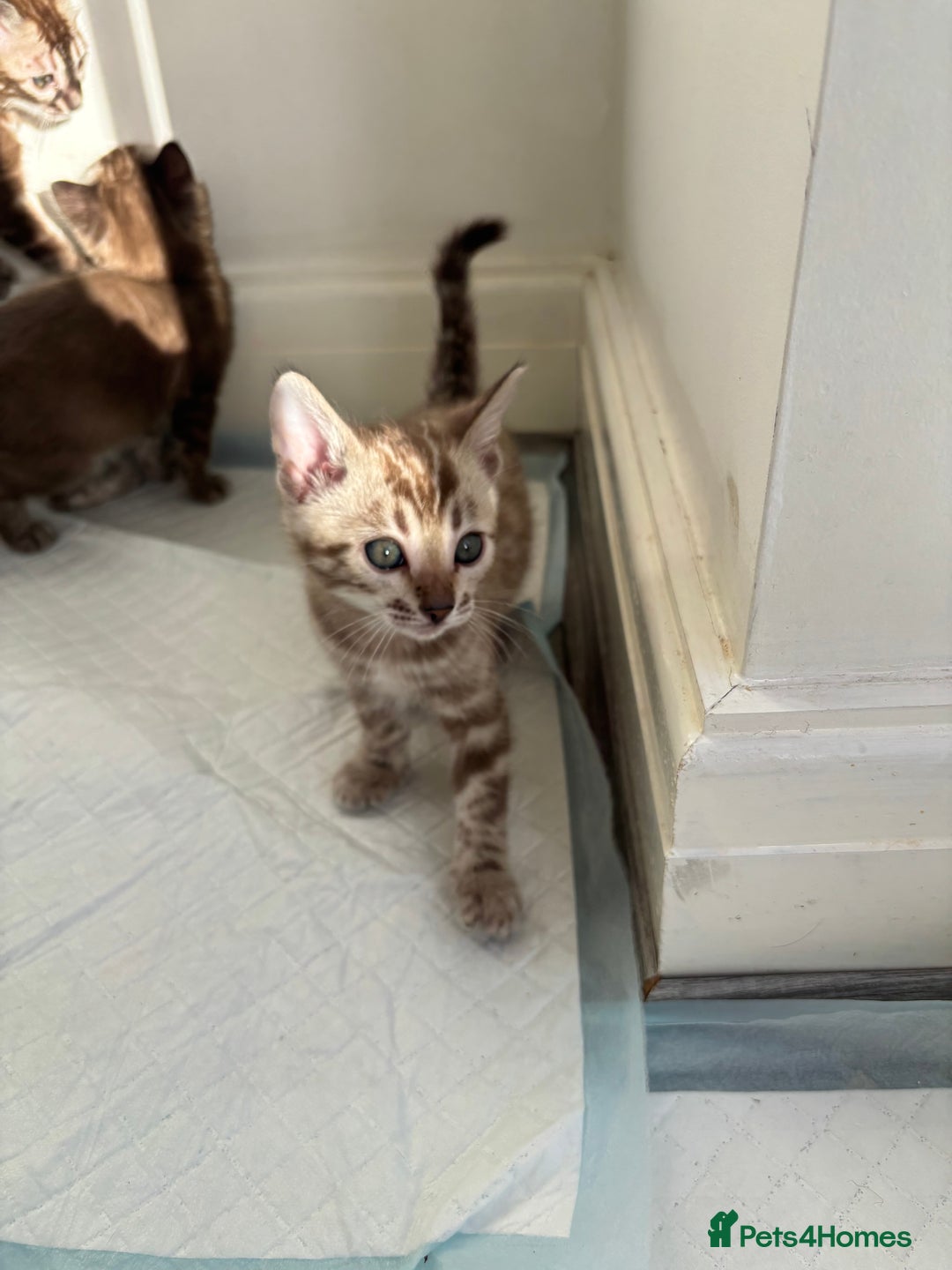 Bengal cats for sale: Pure Bengal kittens ready to go - Advert 2