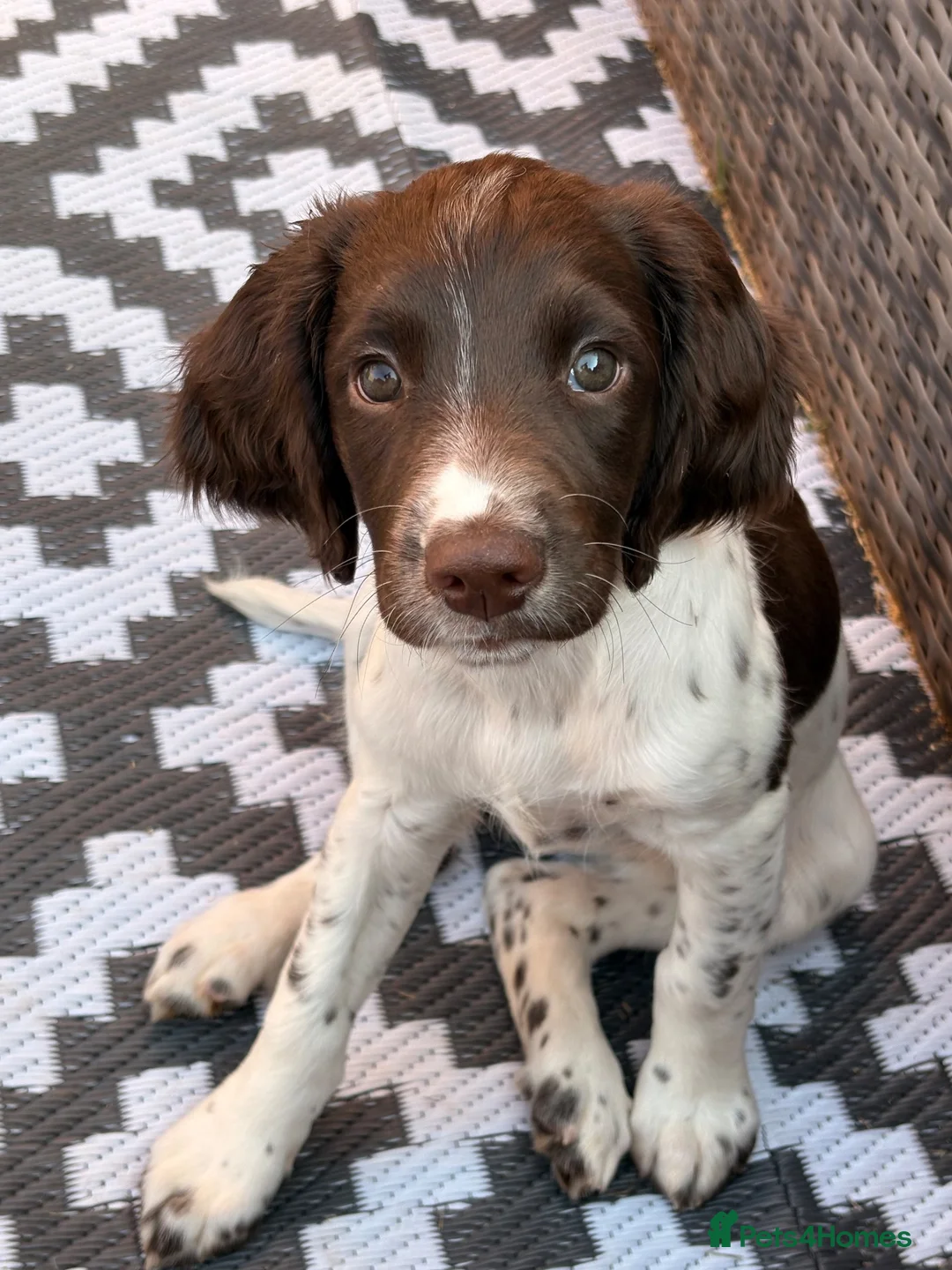 English Springer Spaniel dogs for sale: English Springer spaniel female  - Advert 2