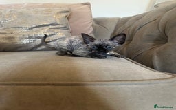 Devon Rex cats for sale: Two Adorable Devon Rex Kittens 💙🩷 - Image 14
