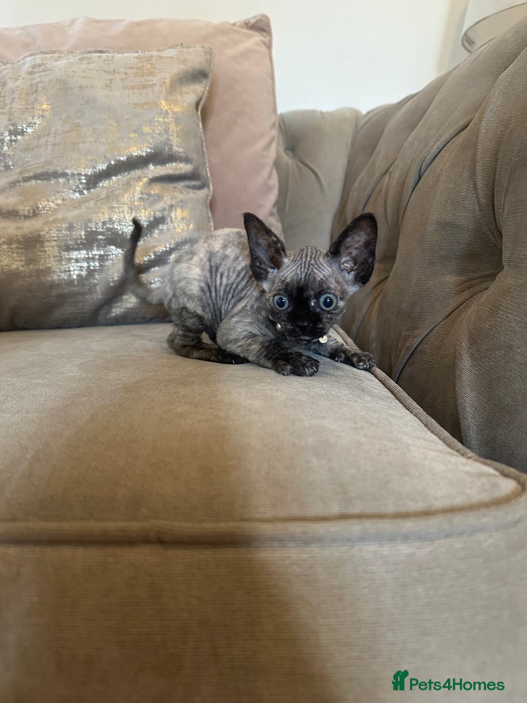 Devon Rex cats for sale: Two Adorable Devon Rex Kittens 💙🩷 - Image 14