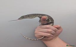 Monitor reptiles for sale: CB25 Argus Monitors (yellow spotted monitor) - Image 3