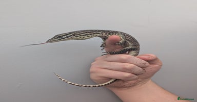 Monitor reptiles - Advert 10