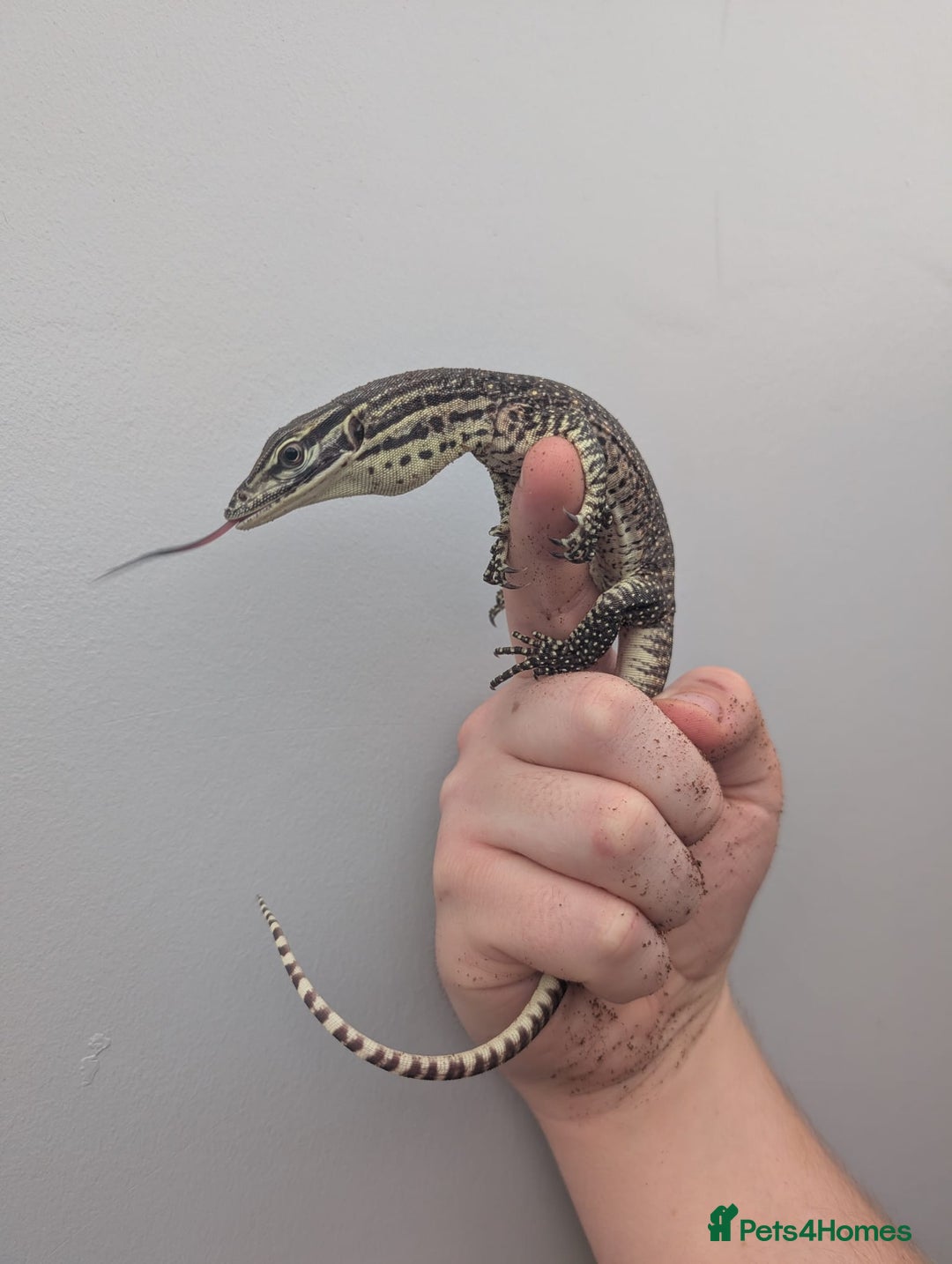Monitor reptiles for sale: CB25 Argus Monitors (yellow spotted monitor) - Image 3