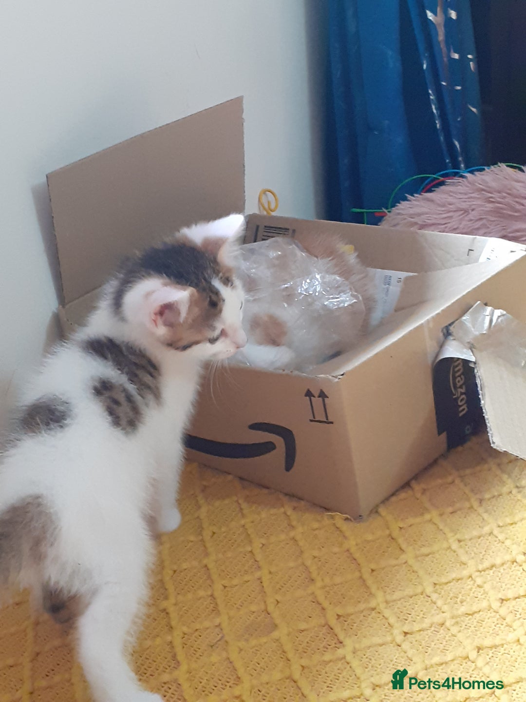 Domestic Shorthair cats for sale: Lovable kittens for homing - Image 1