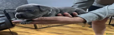 Staffordshire Bull Terrier 1
