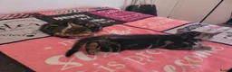 Mixed Breed cats for sale: Urgently Two male kitties looking for new home  in London - Advert 2