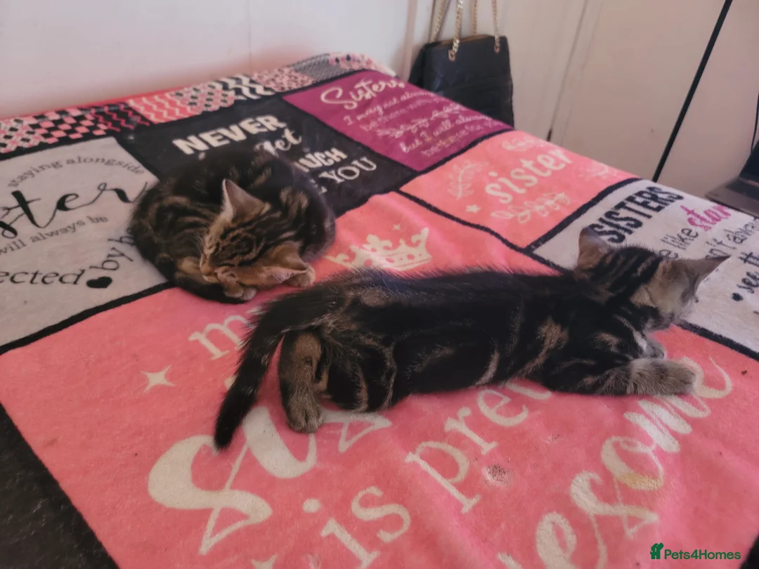 Mixed Breed cats for sale: Urgently Two male kitties looking for new home  in London - Advert 2