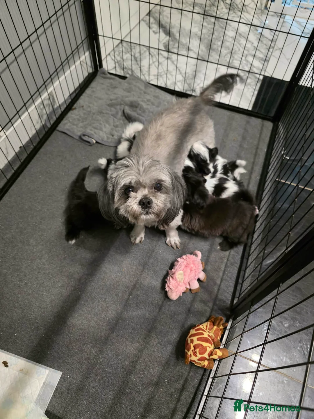 Shih Tzu dogs for sale: 7 Gorgeous Puppies for Sale - Advert 9