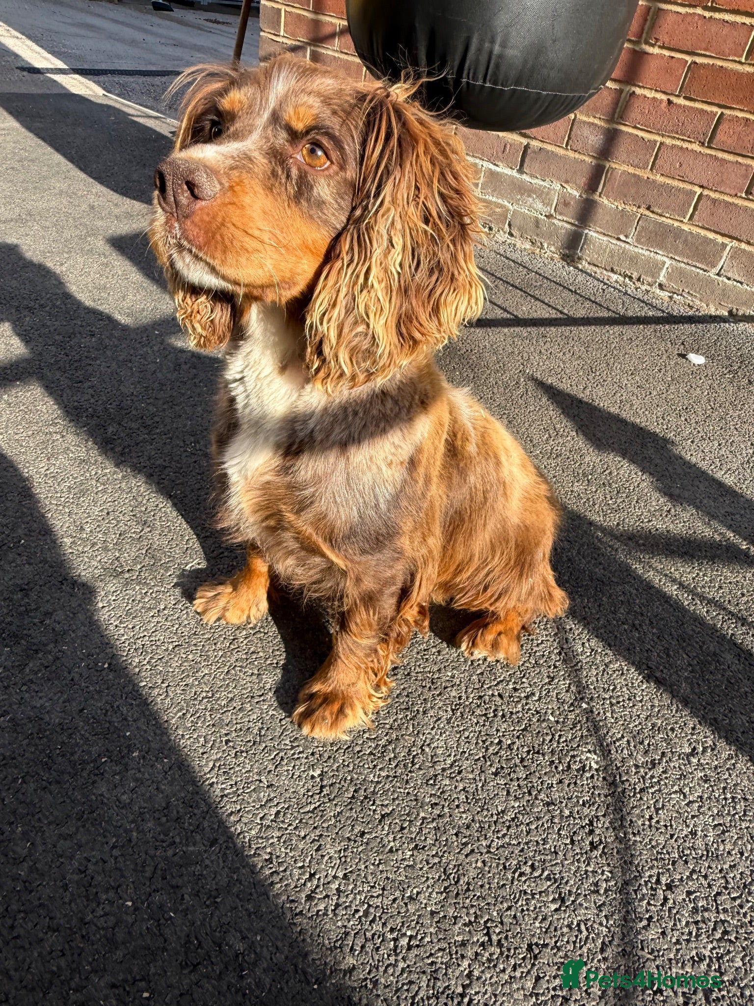 Cocker Spaniel dogs Cocker Spaniel Puppies  - Advert 2