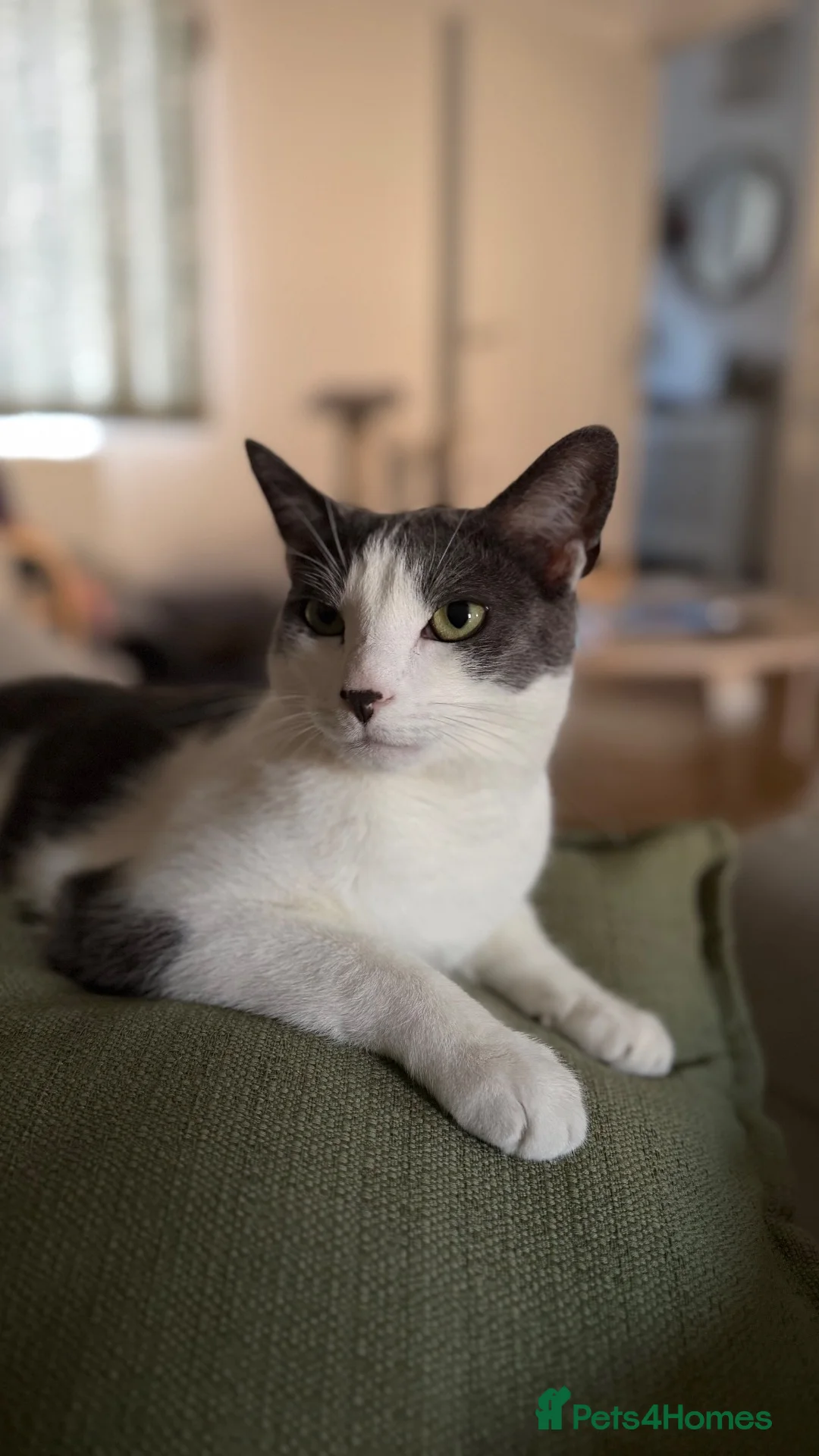 Mixed Breed cats for sale: Sweet and cute male cat - Advert 2
