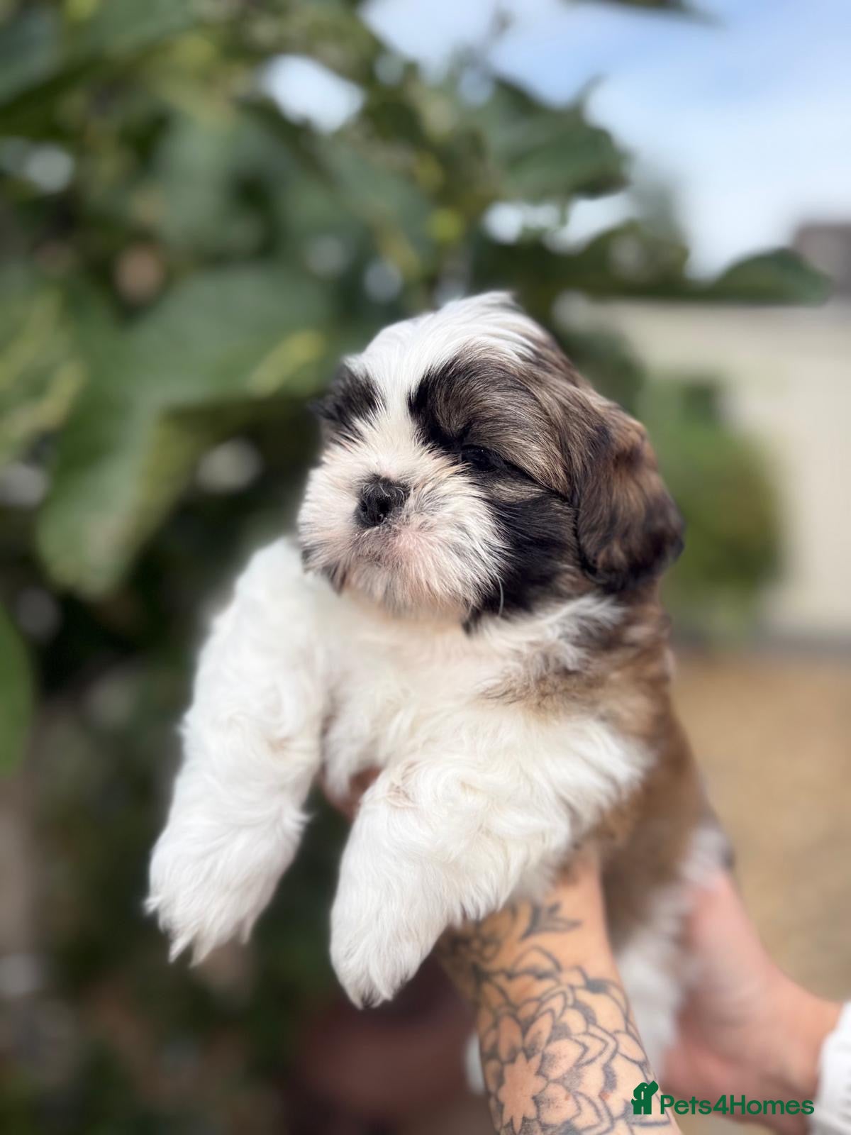 Shih Tzu dogs 5 purebred adorable fluffy shihtzu’s ready to view - Advert 3