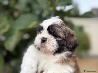 Shih Tzu dogs 5 purebred adorable fluffy shihtzu’s ready to view - Advert 3