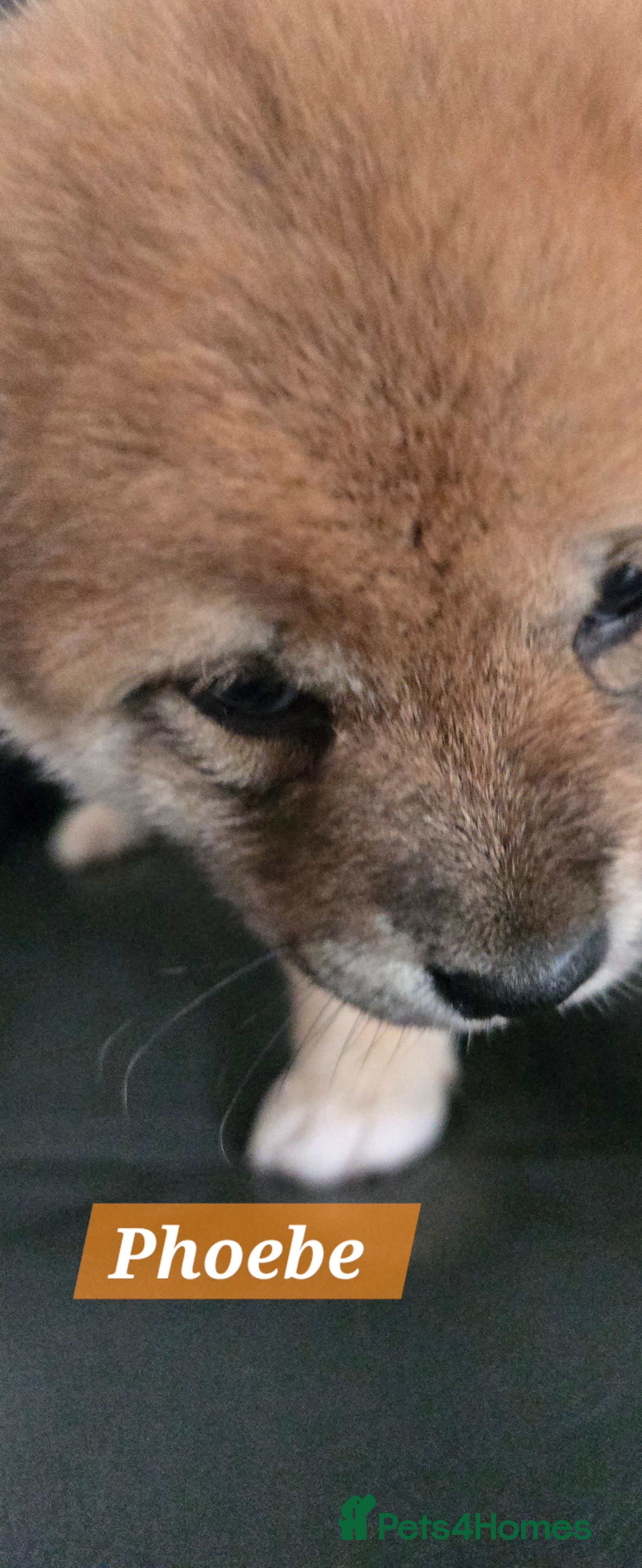Japanese Shiba Inu dogs Stunning little Shibas - Advert 15