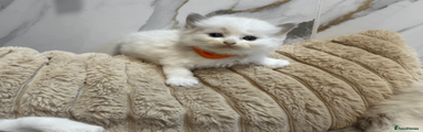 Kitten 1 Girl orange collar
