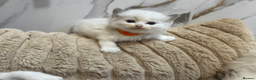 Ragdoll cats for sale: Pure Ragdoll Kittens - Advert 8