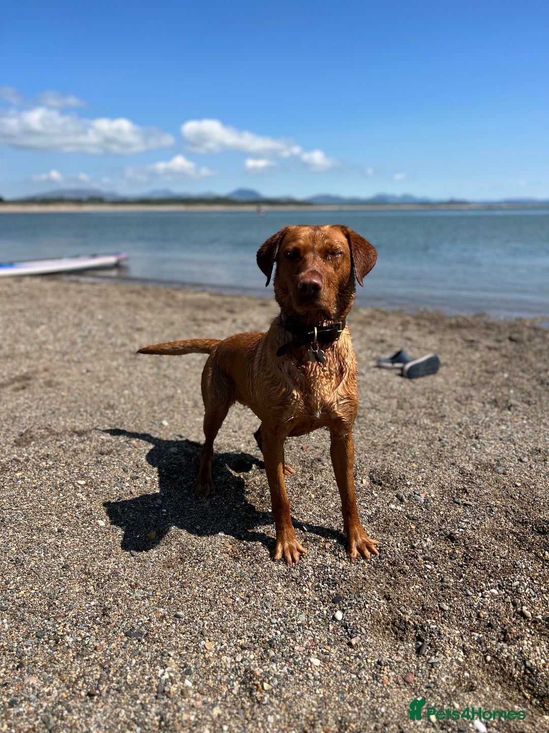 Labrador Retriever dogs for sale: Fox Red Labrador puppies for sale in Cheshire  - Advert 1