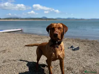 Labrador Retriever dogs Fox Red Labrador puppies for sale in Cheshire - Advert 8