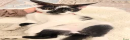 Domestic Shorthair cats for sale: Domestic shorthair kitten for sale black-white- - Advert 3