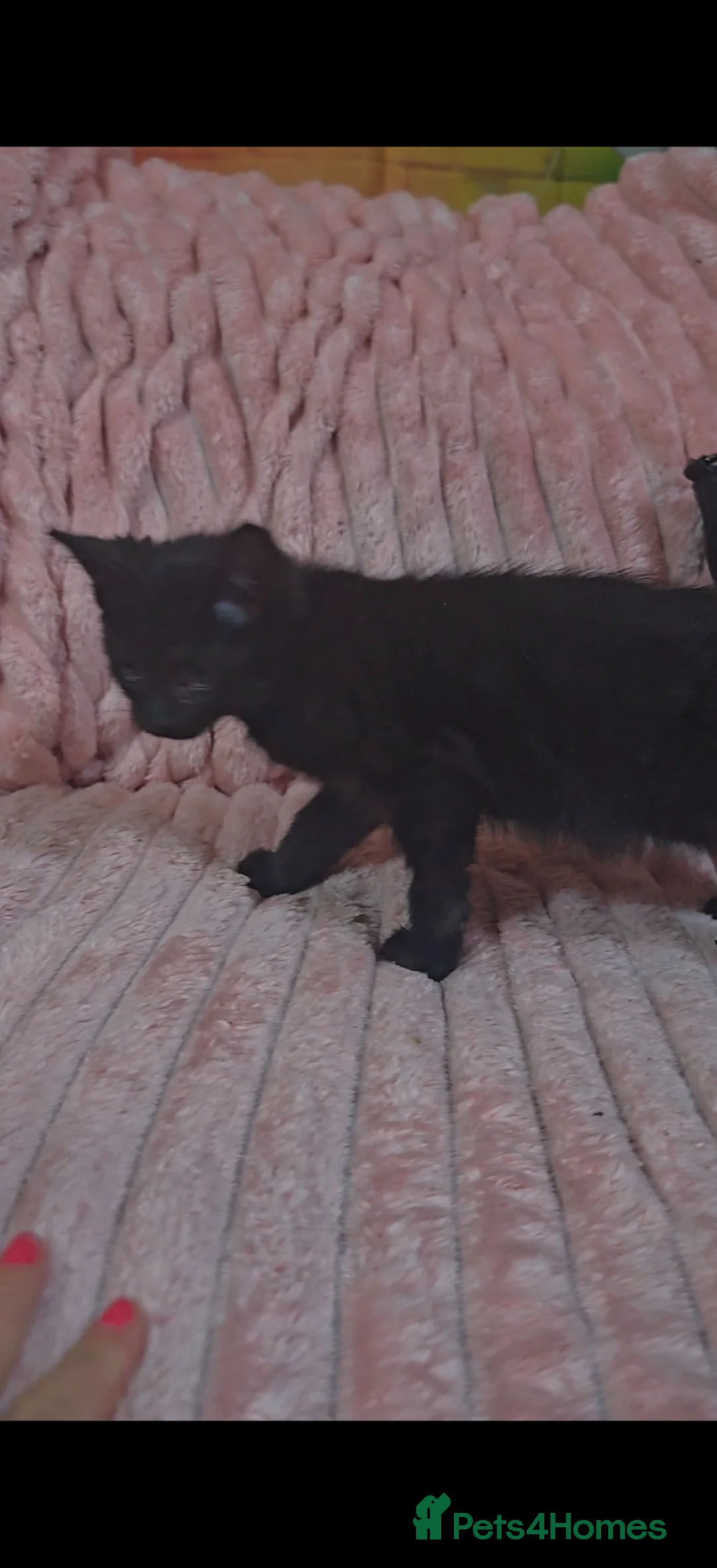 Mixed Breed cats for sale: Beautiful boy  - Advert 2