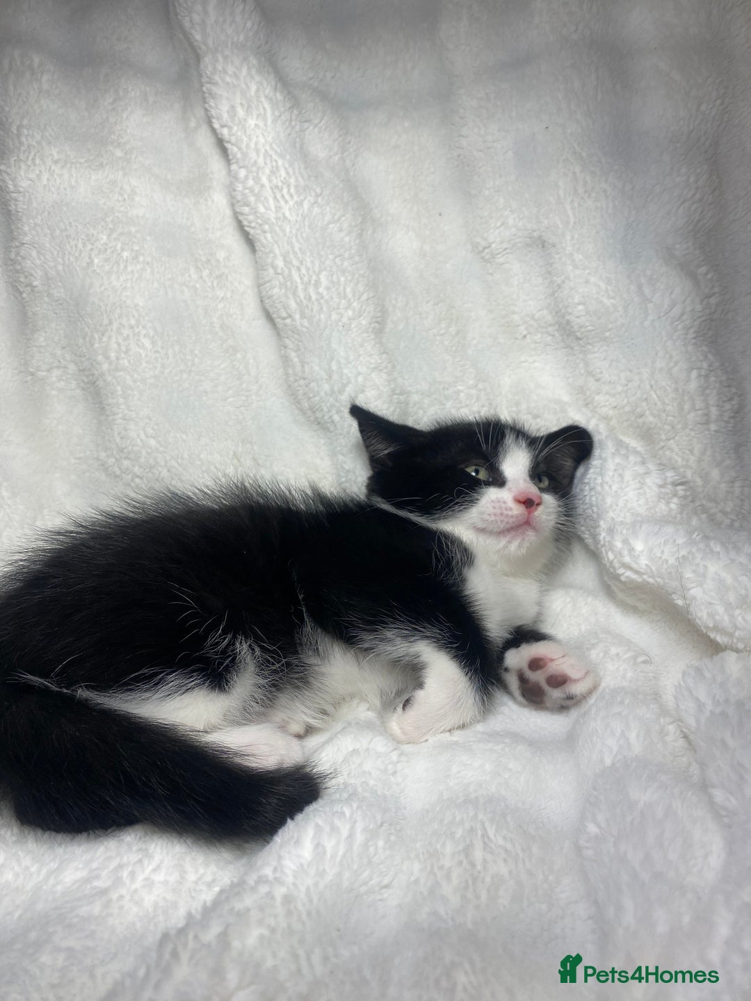 Mixed Breed cats for sale: 2 Adorable Kittens Awaiting Their Forever Home🏡 - Advert 9