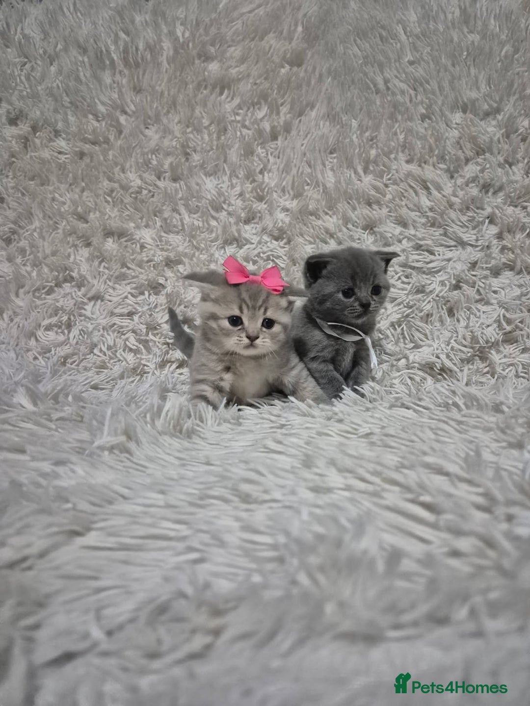 British Shorthair cats for sale: British short-hair kittens - Advert 2
