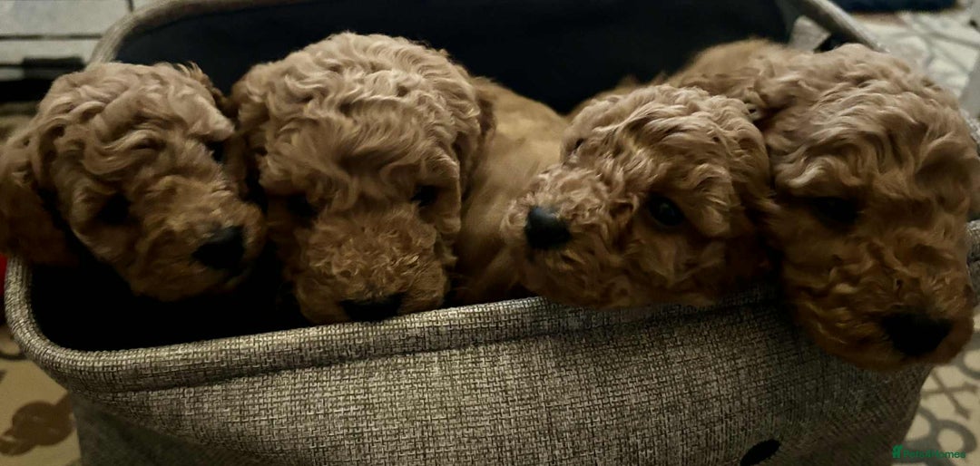 Cockapoo dogs for sale: F1 cockapoo  - Advert 3