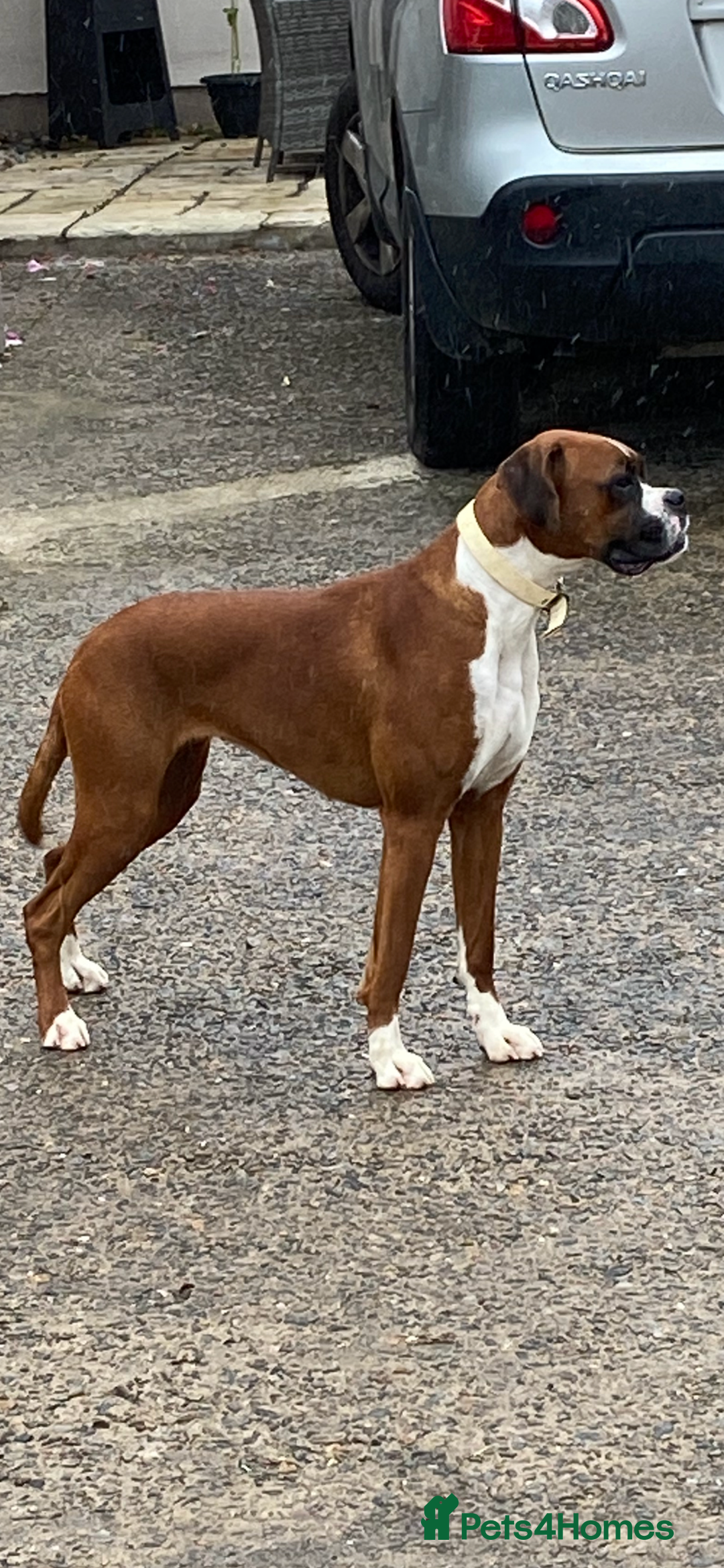 Boxer dogs for sale: KCR pups for sale  - Image 2