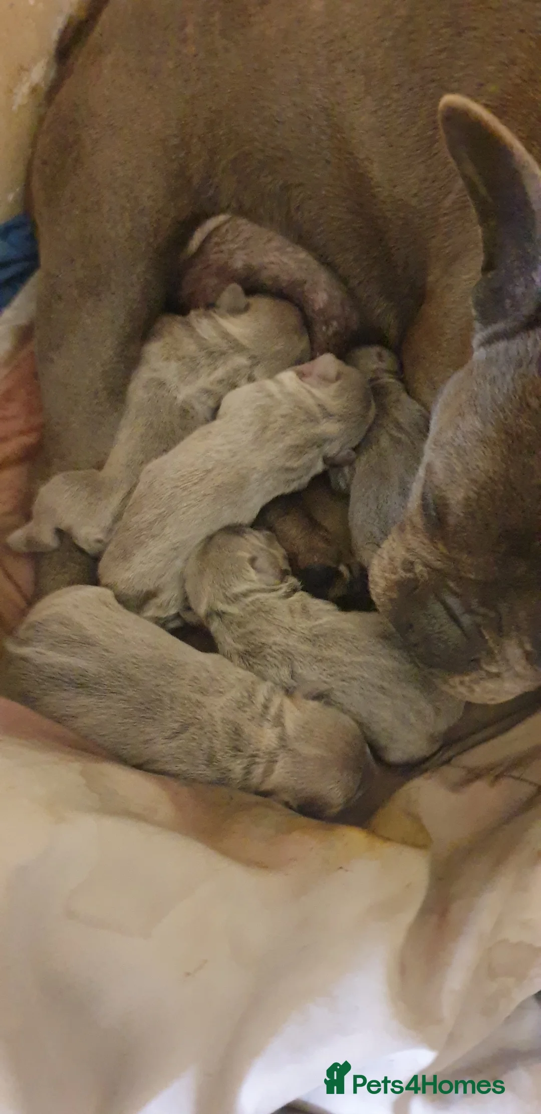 French Bulldog dogs for sale: Frenchies in Leeds - Advert 2