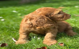 Cockapoo dogs for sale: BEAUTIFUL RED F1 COCKAPOO’S HEALTH TESTED PARENTS  - Image 6