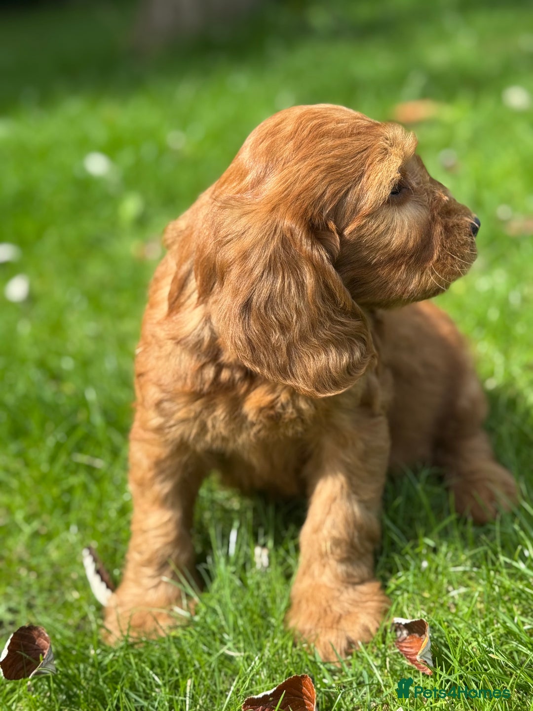 Cockapoo dogs for sale: BEAUTIFUL RED F1 COCKAPOO’S HEALTH TESTED PARENTS  - Image 6