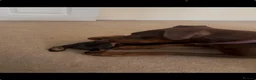 Dobermann dogs for sale: ❤️ Exceptional Family-Raised Doberman Puppies ❤️ - Advert 7