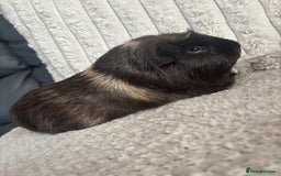 Guinea Pig rodents for sale: Guinea pigs for sale  - Image 3