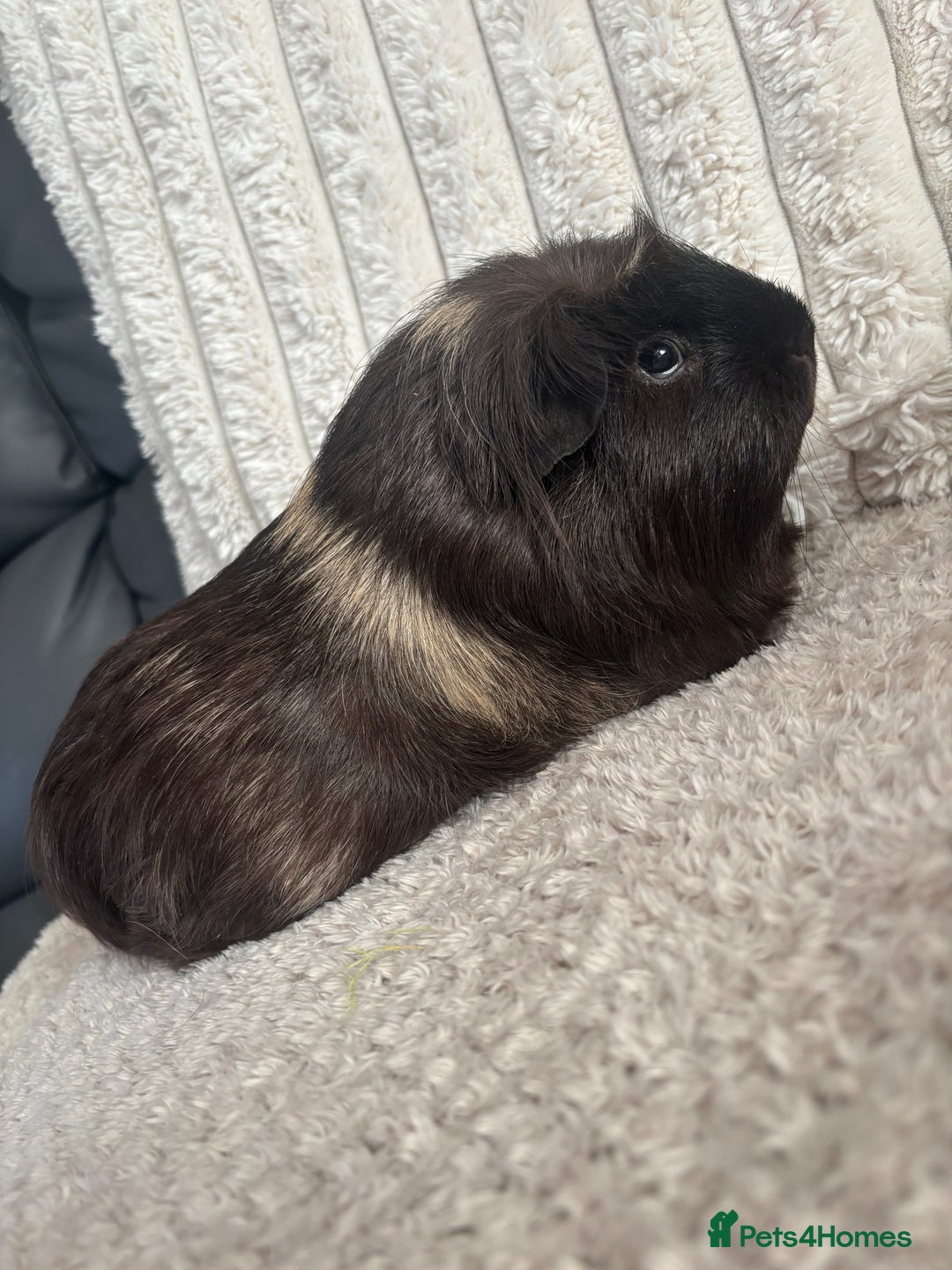 Guinea Pig rodents for sale: Guinea pigs for sale  - Image 3