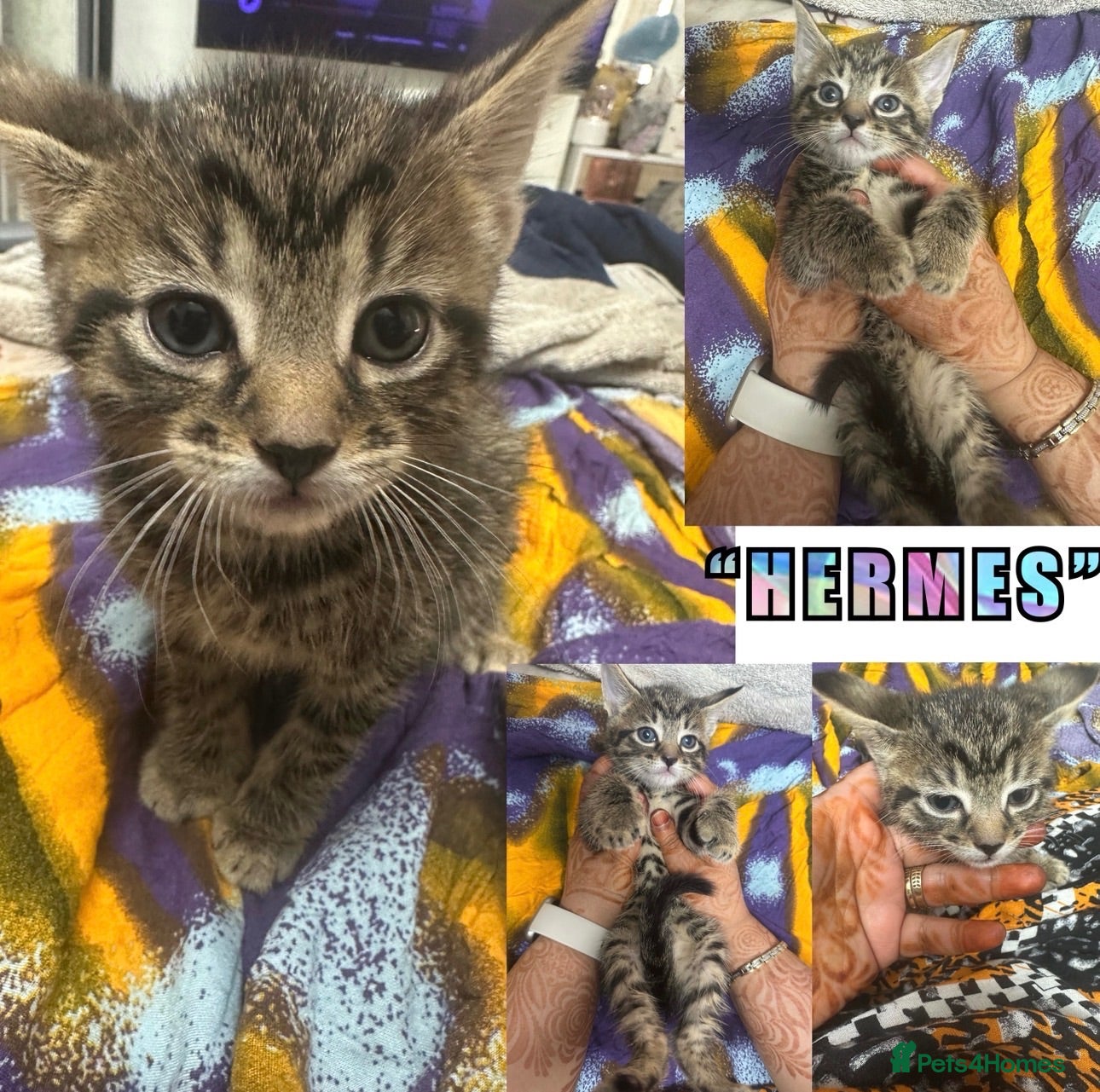 Domestic Shorthair cats 😘 3 GORGEOUS PLAYFUL KITTENS 😘 - Advert 2