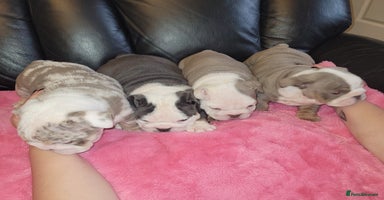 English Bulldog dogs English Bulldog puppies  - Advert 16