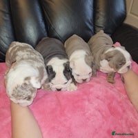 English Bulldog dogs English Bulldog puppies - Advert 5