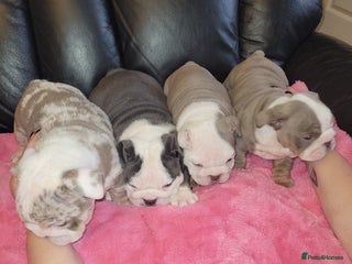 English Bulldog dogs English Bulldog puppies - Advert 1