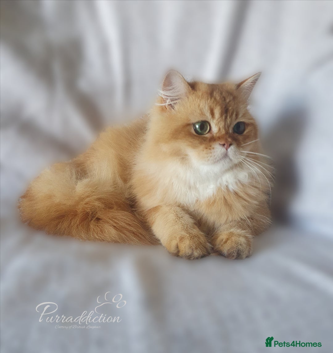 British Longhair cats for sale: British Longhair older kitten for sale  - Image 5