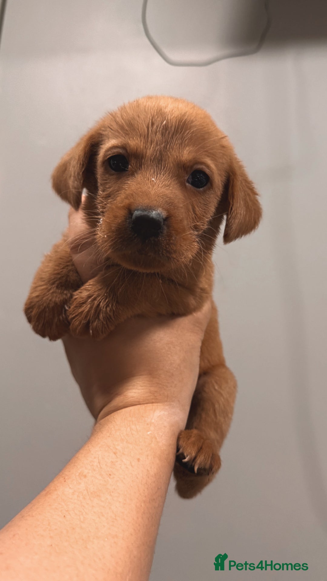 Labrador Retriever dogs for sale: Beautiful, fox red labradors - Advert 16