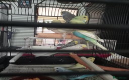 Budgerigars birds for sale: Baby budgies for sale  - Image 6