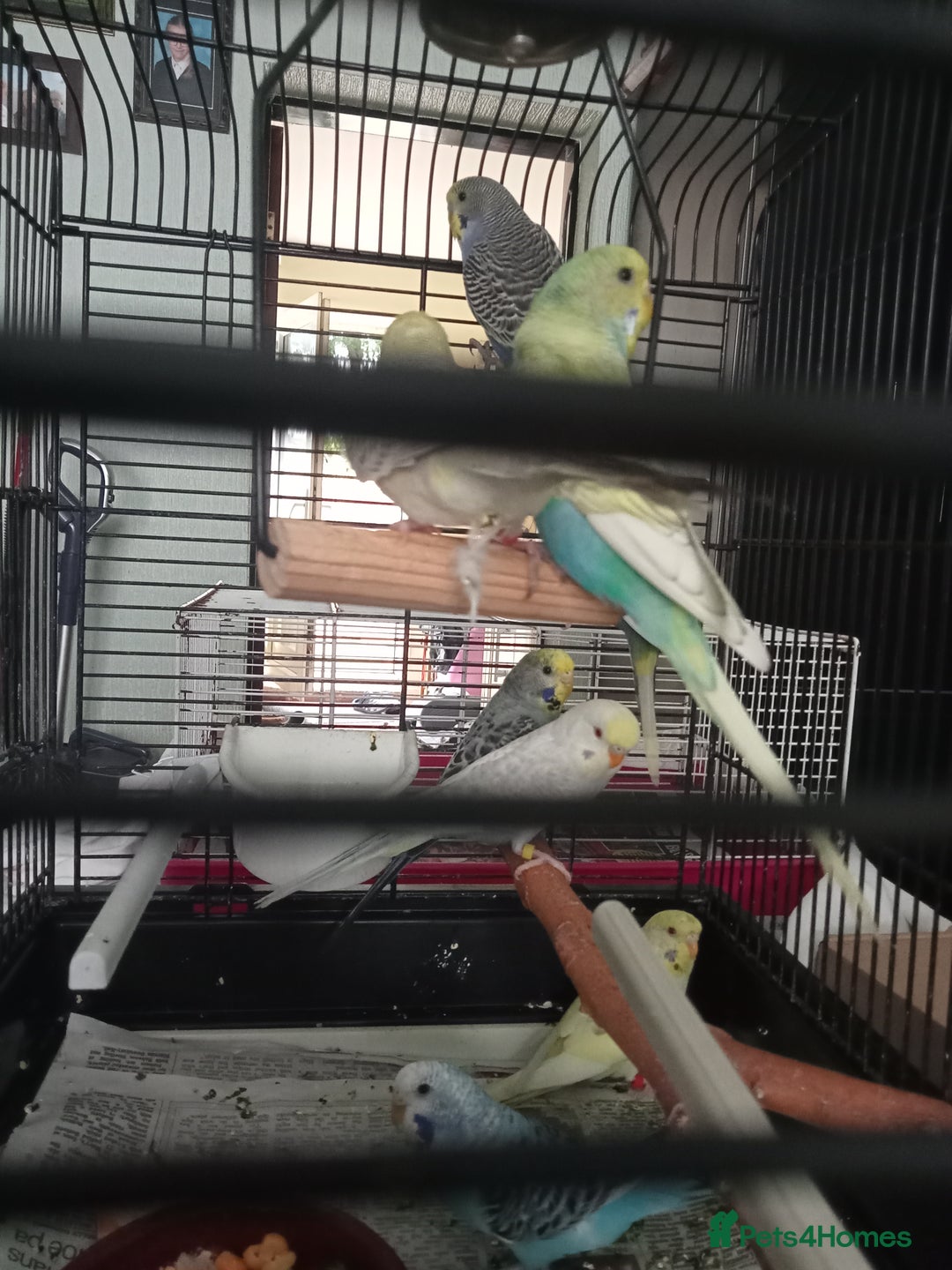 Budgerigars birds for sale: Baby budgies for sale  - Image 6