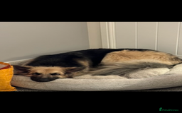 German Shepherd dogs for sale: URGENT home needed for my dogs - Image 4