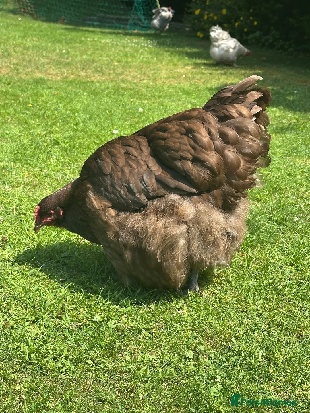 Chickens poultry for sale: Four fabulous Orpington ladies! - Advert 2