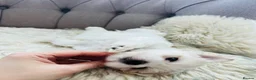 Maltese dogs for sale: Maltese puppies-small size !!!  - Advert 5