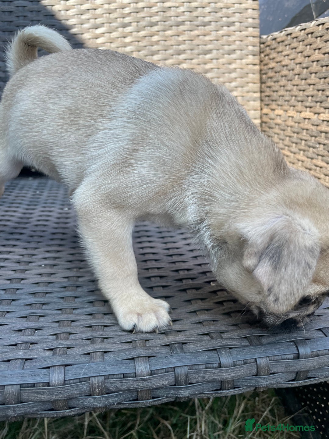 Pug dogs for sale: Pug Puppies  - Image 22