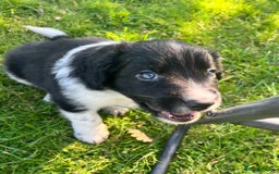 Mixed Breed dogs for sale: ⚫️ Well-natured, healthy Sprollies ⚪️ - Image 2