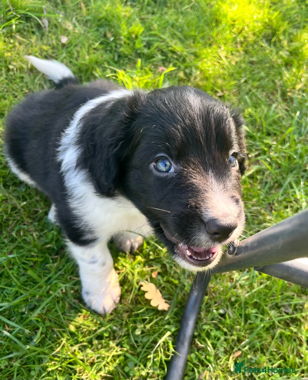 Mixed Breed dogs for sale: ⚫️ Well-natured, healthy Sprollies ⚪️ - Image 2